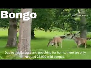 Meet the Bongo | Antelope | Ungulate | Africa Nature
