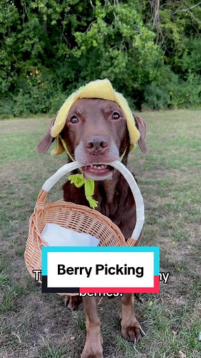 Berry Picking Adventures with Ollie the Good Boy
