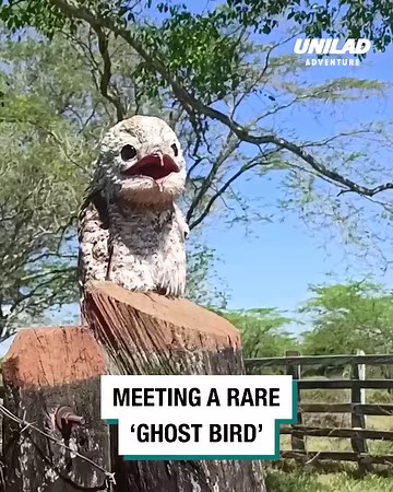 5.3M views · 79K reactions | That is an eerie call  | UNILAD Adventure | Facebook