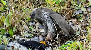1.8K views · 45 reactions | Eurasian Sparrowhawk on Hunt  . . . . Ayoub Nayiak Wildlife Photographer . . #viralpost2024 #birdphotography #birdwatching #birdlovers #birds #wildlife #wildlifephotographer | Ayoub Nayiak Wildlife Photographer | Facebook