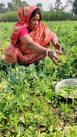 Real Village Life – Woman Farmer’s Morning Pea Harvest 🫛 #shorts