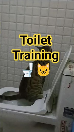 Training Your Cat to Use Toilet? Boru Shows How 😂🔥