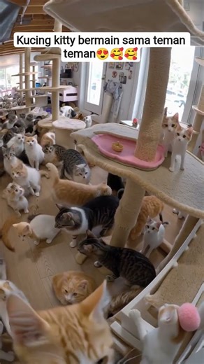 kucing kitty bermain sama teman teman🥰🥰😍 #kucing #kitty