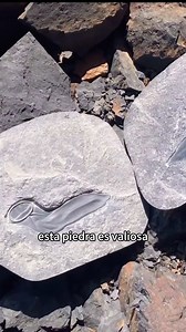 The Value of Unique Stones and Fossils