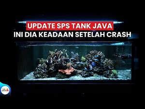 SPS TANK JAVA REEF UPDATE - TERLIHAT MULAI MEMBAIK