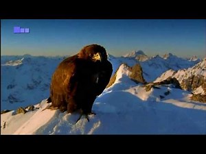 Steinadler - Matterhorn