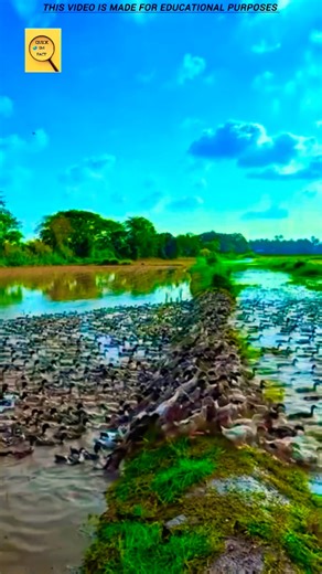 Traditional Duck Farming in Asian Rice Fields | Eco-Friendly Pest Control