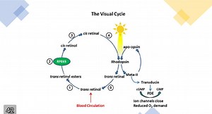 The Visual Cycle DiagramThe image provided shows a biochemica... | Filo