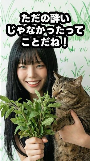 知ってる？猫がマタタビを好きな理由#ねこ #猫 #猫のいる暮らし #雑学