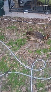 Scooby the raccoon with #cerebellarhypoplasia living his best life | Little Bit Wildlife Rescue