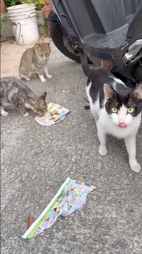 Family X home X cat!