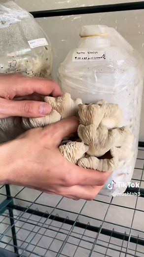 Cultivo de Girgolas: Recicla y Crece en Casa