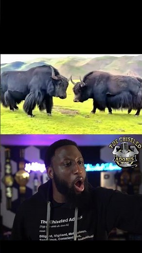 Animals Were Wrestlers?