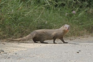 Indian grey mongoose - Alchetron, The Free Social Encyclopedia