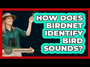 How Does BirdNET Identify Bird Sounds? - Bird Watching Diaries