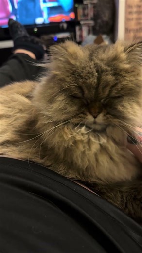 Adorable sleepy Persian cat #cats #pets #catdad #animallovers #cute #sleepy #sweet