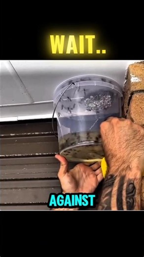 Amazing Wasp trap