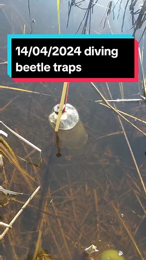 first time i've ever gotten absolutely no beetles setting traps over clear nights??? 😭😭 #bugkeeping #bugkeeper #bugcatching #bugcatcher #bugcollection #insect #insects #insectkeeping #insectkeeper #insectcollection #entomology #entomologytiktok