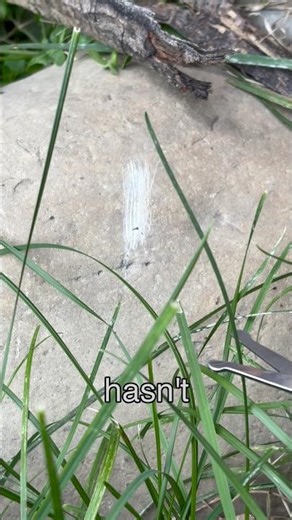 Scissors vs Rock Experiment (Day 16) | 103 Scratches – Will It Break? #shorts