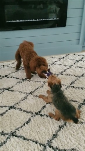Poodle vs Yorkie
