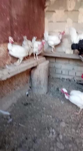 فيديوهات أنشأها محميه سوق الشيوخ (@kkl_tis) باستخدام الصوت الأصلي - محميه سوق الشيوخ