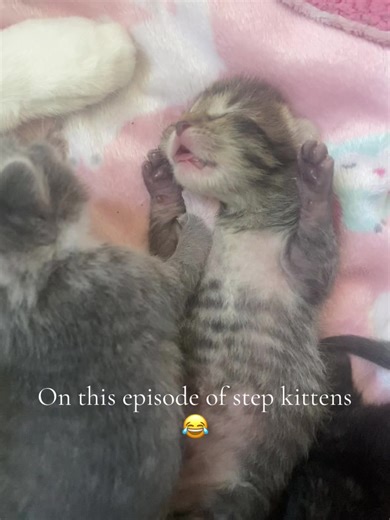 You can call me nighthawk #stepbrothers #kittensoftiktok #haha#fyp#following