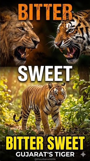Tiger vs. Lion: Territorial Battle Brewing in Gujarat's Forests #GujaratTiger #lion #LionVsTiger