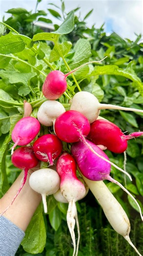 Visakha Mao on Instagram: "Radishes are fast-growing, cool-season vegetables that can be grown right now in USDA zones 3–11 during cool weather, they tolerate light frost, and they grow best in loose, well-draining soil with consistent moisture, full sun to partial shade, direct sowing, and harvesting in about 20–45 days to keep roots tender and mild. 🌱"