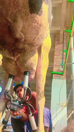 SmartFlow 🔥😱 Milk Machine #shorts​ #cow​ #farming​ #dairyfarming​ #dairymilk​#dairyherd​#cowmilking​