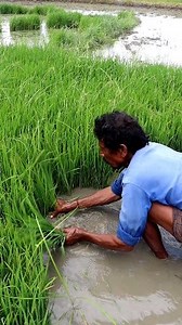 Uprooting & Washing Paddy Seedlings: Hi Friends, Here the farmer was uprooting and washing base of the paddy seedlings. Washing clay adhered to the roots is very imprtant. It eases transplanting in the main fieod. #uprooting #reel #fb #farmer #farmers #uprootingpaddyseedling #paddyseedling #paddyseedlings #riceseedling #kisan #agriculture #agriculturetechnology #agro #krishi #agri #agricultura #paddy #paddycultivation #paddyfarming #paddycrop #nurserybed #rice #ricecultivation #ricefarming #rice