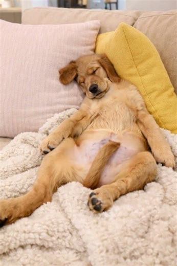 "주인!!! 꿀물 좀 타와라" 회식 다음 날 우리 아빠 모습 😱 #shorts