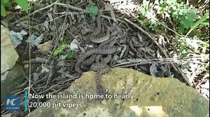 Snake Alert! This "snake island" in Liaoning, China is home to nearly 20,000 venomous pit vipers | China Xinhua News