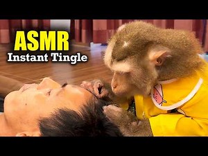 Monkey ASMR | The Most Satisfying Scalp Grooming For Deep Sleep (No Talking)