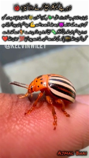 Colorado Beetle🐞Amazing Nature Facts Wildlife Animal #beetle #naturefacts #nature #wildlife #shorts