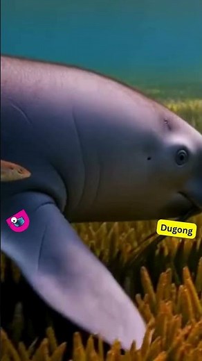 ABC Sea Animals Song for Kids | A to Z Ocean Creatures Learning Video#KidsLearning #SeaAnimals