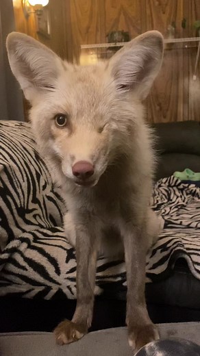 When she wants what I'm eating 😅 #pixiethefox #petfox #redfoxkit #babyfox #babyanimals
