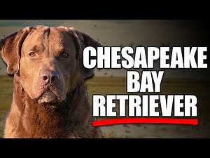 Chesapeake Bay Retriever: The Ultimate Guide to America's Toughest Water Dog
