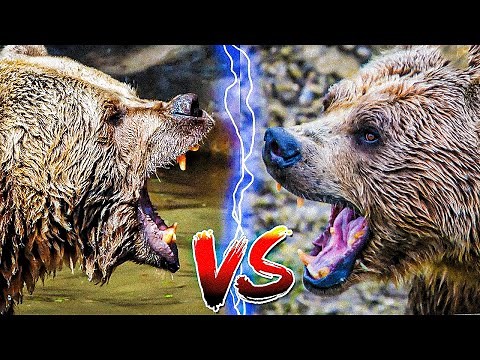 Grizzly bear vs Kodiak bear: Who would win in a fight?