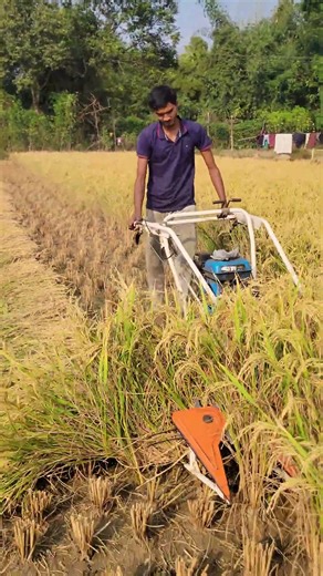 Powerful Modern Paddy Reaper 🚜 | Clean Cutting Motion #USA #UnitedStates