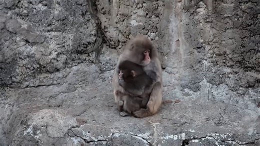 Heartwarming moment abandoned monkey Punch is being accepted into family