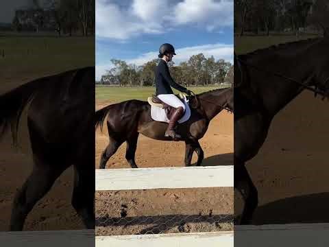 Amelia Mulkearns riding MJ Penny Blossom. VK Equestrian virtual dressage test. walk-trot test B