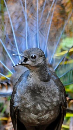 Lyrebird: The Mimicry Master's Unbelievable Sounds! 🎶 | Nature's Wonders