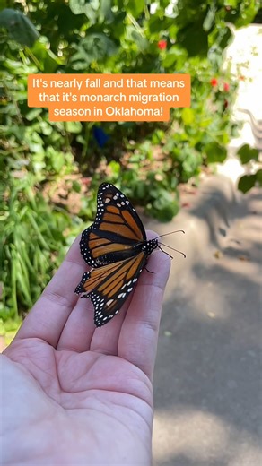 Monarch season is here! For 32 years, the OKC Zoo has participated in monarch tagging, a citizen science project to help track monarchs on their annual migration from Canada all the way to Mexico. Oklahoma is a waystation for monarchs meaning we end up seeing a lot of these beautiful butterflies around the Zoo and throughout Oklahoma. With our tagging season right around the corner, you can join any staff you see in the Zoo tagging monarchs or report all of your sightings to journeynorth.org! | 