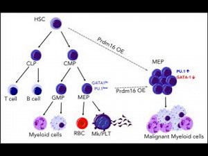 Megakaryocyte Progenitor ; cells in the bone marrow that give rise to megakaryocytes and platelets