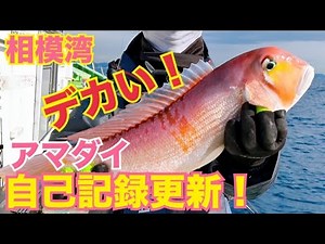 【甘鯛釣り】自己記録更新！相模湾・江の島沖｜仕掛け・エサの付け方｜2025.1.12