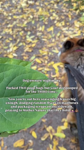 Dog owners’ nightmare: Packed TWO poop bags but your dog pooped for the THIRD time… The last bag said “3 bags left”… but that was THE LAST ONE! 😭 🐾 🐾 🐾 #jupi_thegsd #dogparentlife #poopbagcrisis #relatableaf #dogwalkfail #dogownersknow #germanshepherdlife #gsdowners #dogmomproblems #dogdadlife #petparentstruggle #puppylife #dogsofinstagram #dogsoftiktok #funnydogs #doghumor #dogreels #petmomlife #petdadlife #dogwalkadventures #dogmomchronicles #dogownerlife #dogproblems #torontodogs #dogwalk
