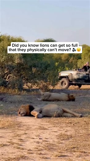 91K views · 10K reactions | Did you know lions can eat so much that...