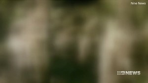 Horrific video shows group of men beat a kangaroo to death