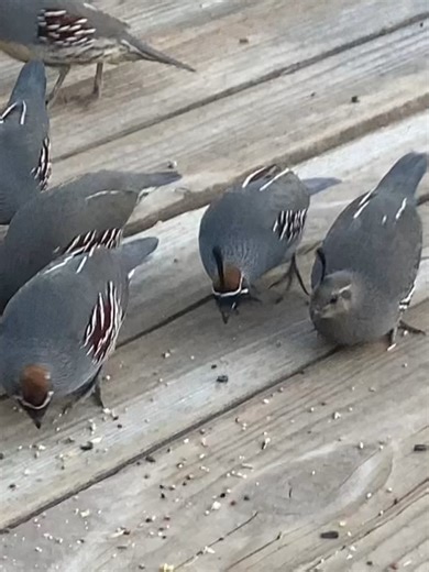 Quail Cam Adventures: Bird Feeder Chaos Unleashed