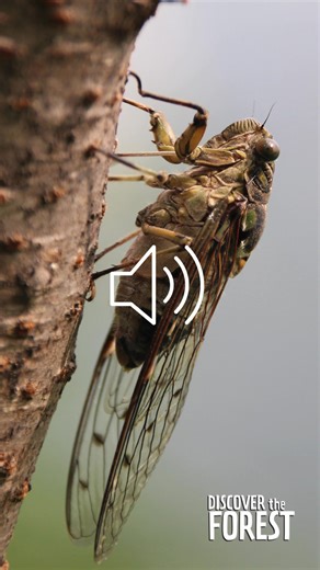 That buzzing sound filling the trees every afternoon is one of the most recognizable signs of summer—cicadas. ☀️🪲 What you’re hearing are annual cicadas males calling to attract a mate. Cicadas are a vital part of the ecosystem because their emergence aerates the soil, their decomposing bodies return nutrients to the ground, they provide a crucial food source for many animals, and their egg-laying helps naturally prune trees. 💡Try making a toilet paper cicada shaker at home by following the in